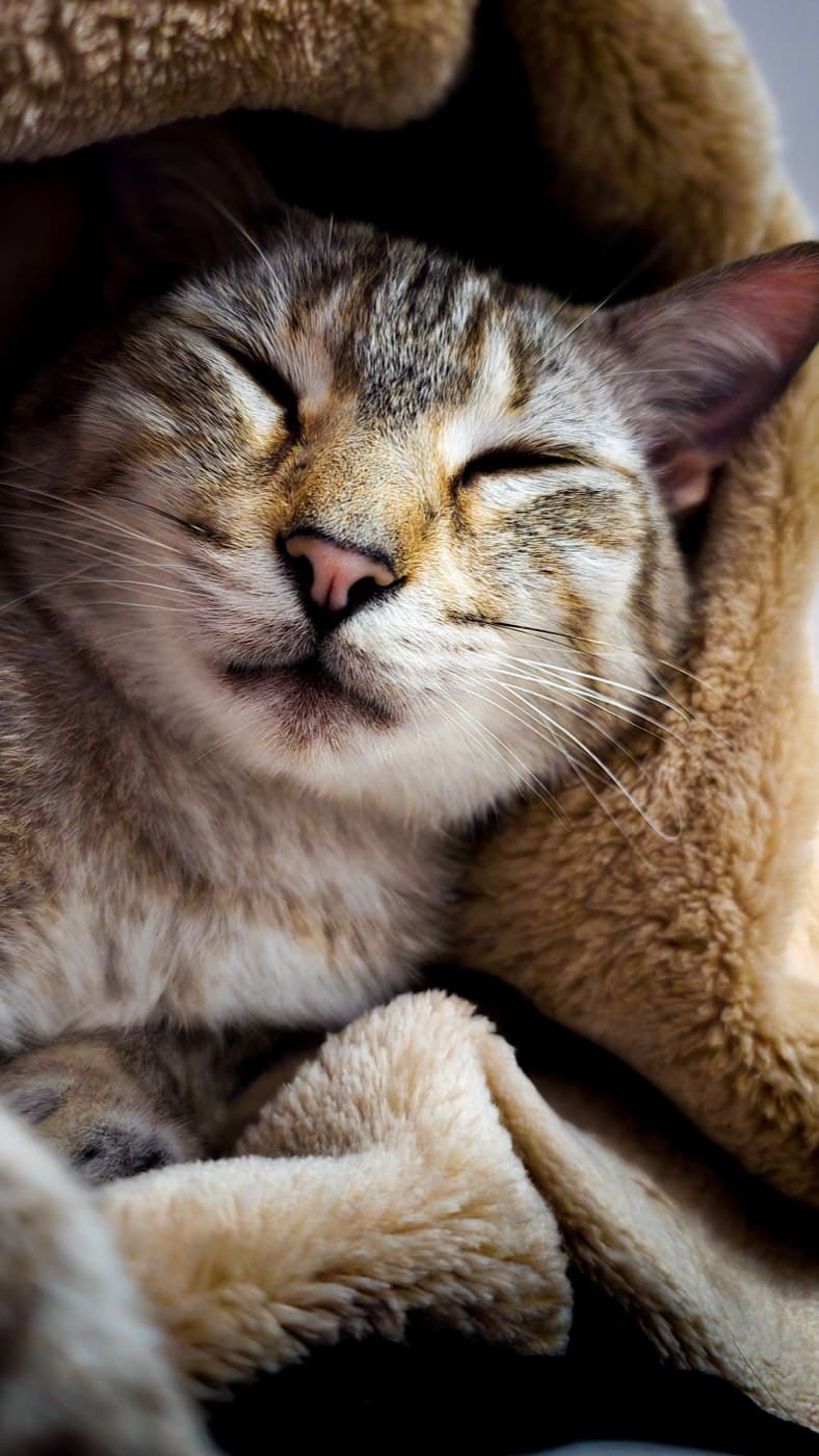 Котка спи сгушена в меко одеяло