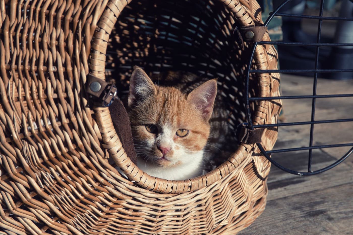 Коте почива в плетена транспортна кошница