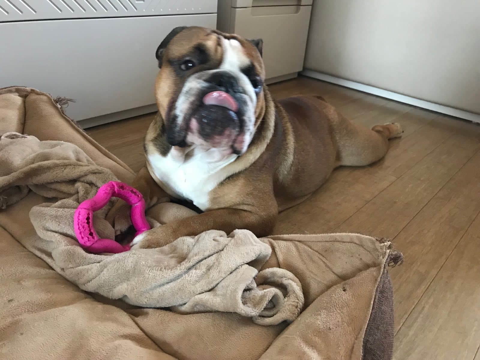 An English bulldog with a toy on his own bed in his room at the hotel