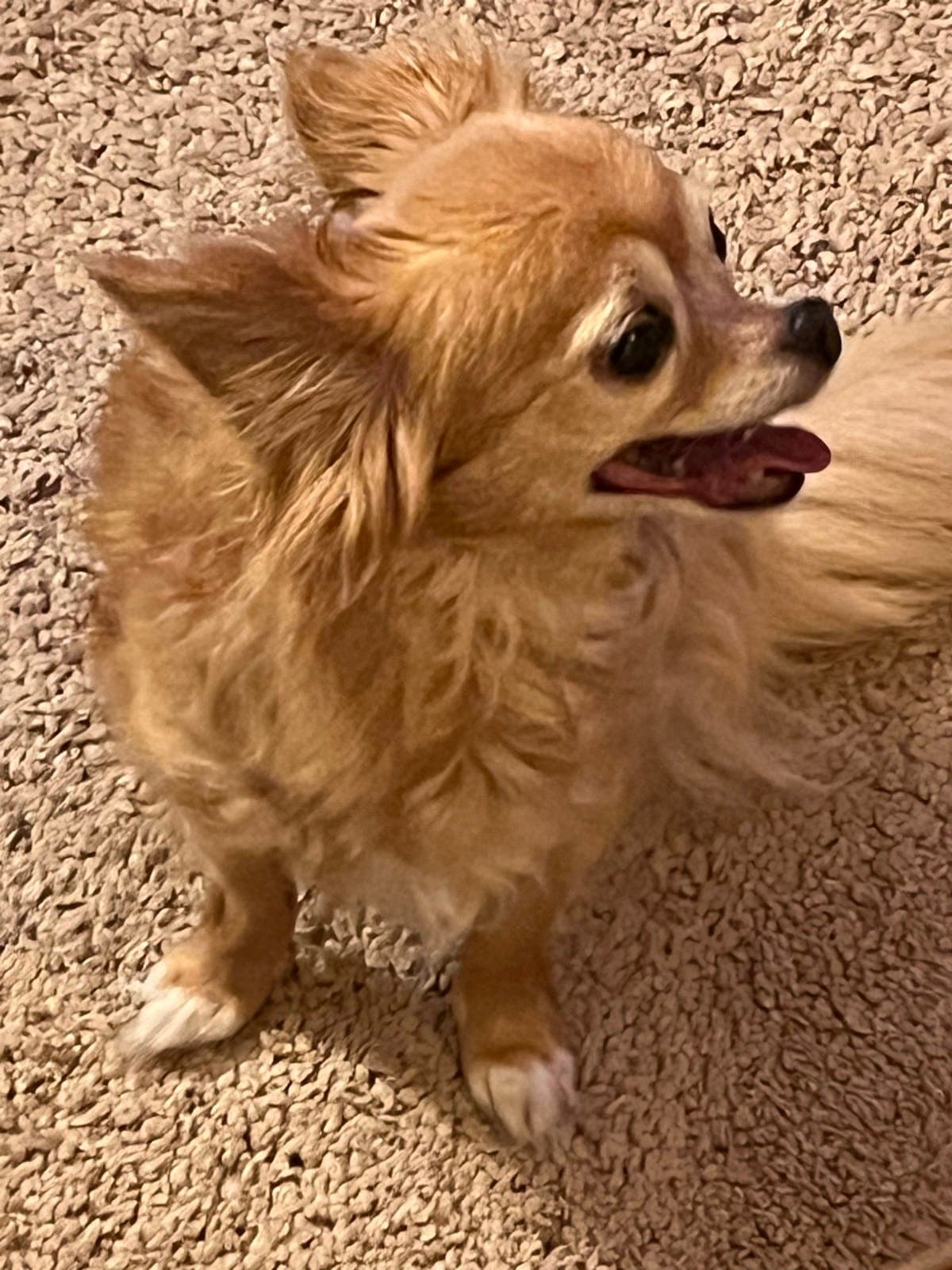 A long-haired chihuahua smiling on the soft carpet at the dog hotel in Sofia
