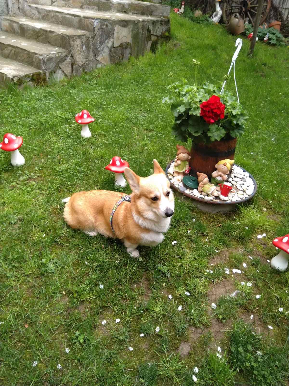 Куче в двора на хотел за кучета Happy Pets в подножието на Витоша, София