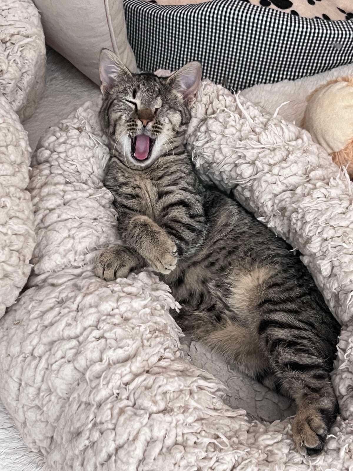 A small tabby kitten stretching in a soft bed in the cat room