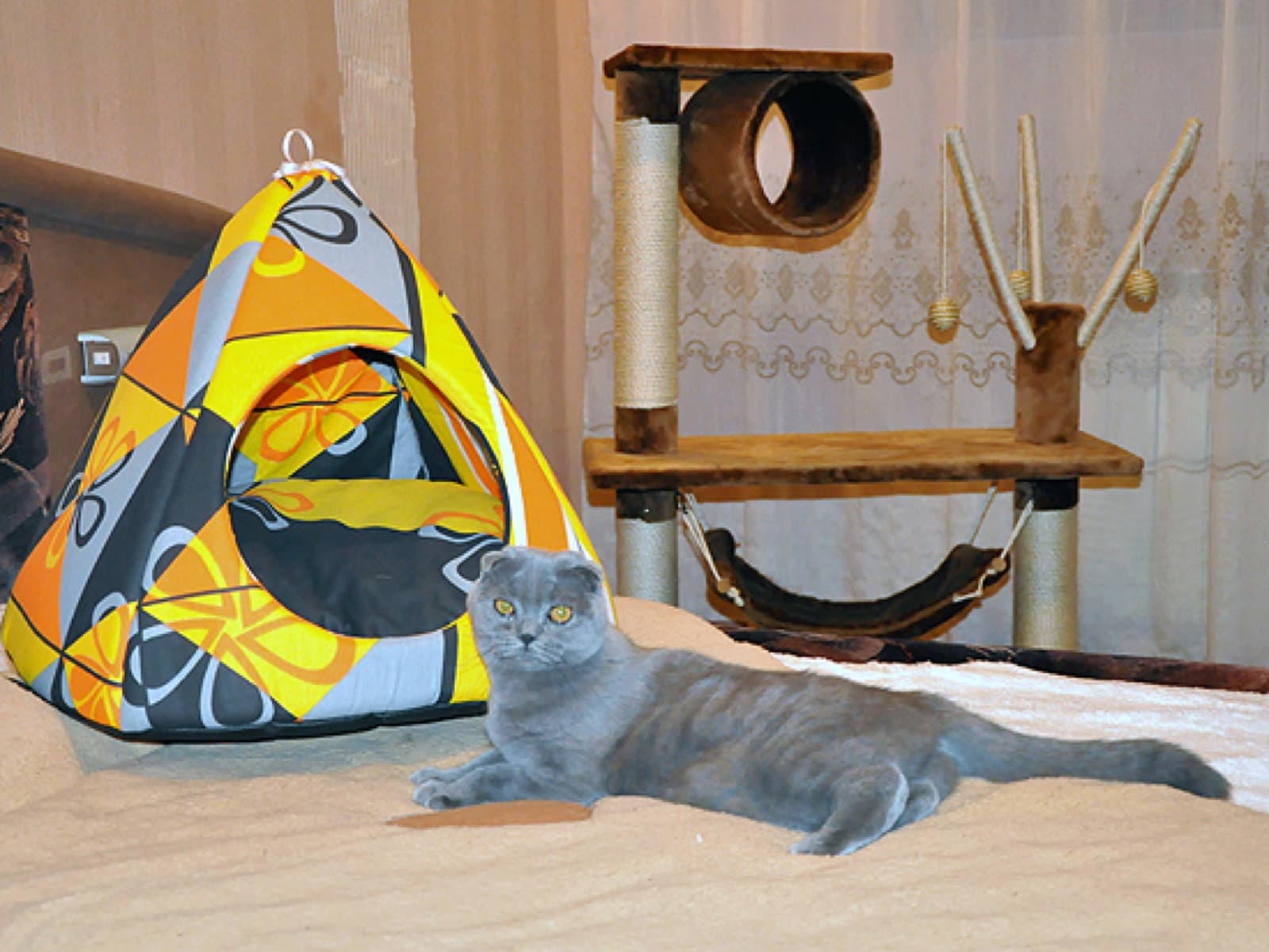 A Scottish Fold cat in the cat room with a climbing tree and a house