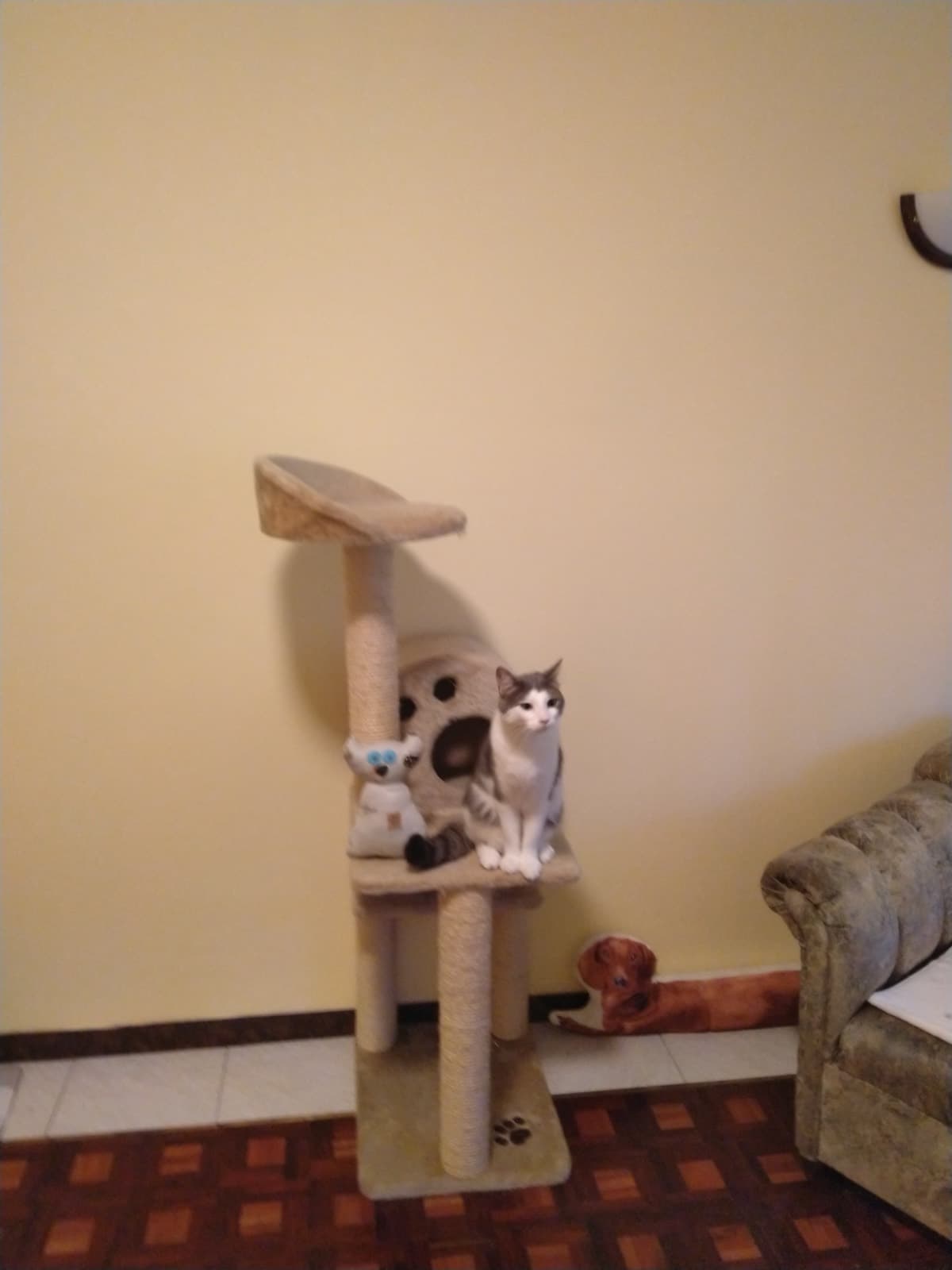 A cat sitting high on a climbing tree in the separate cat room