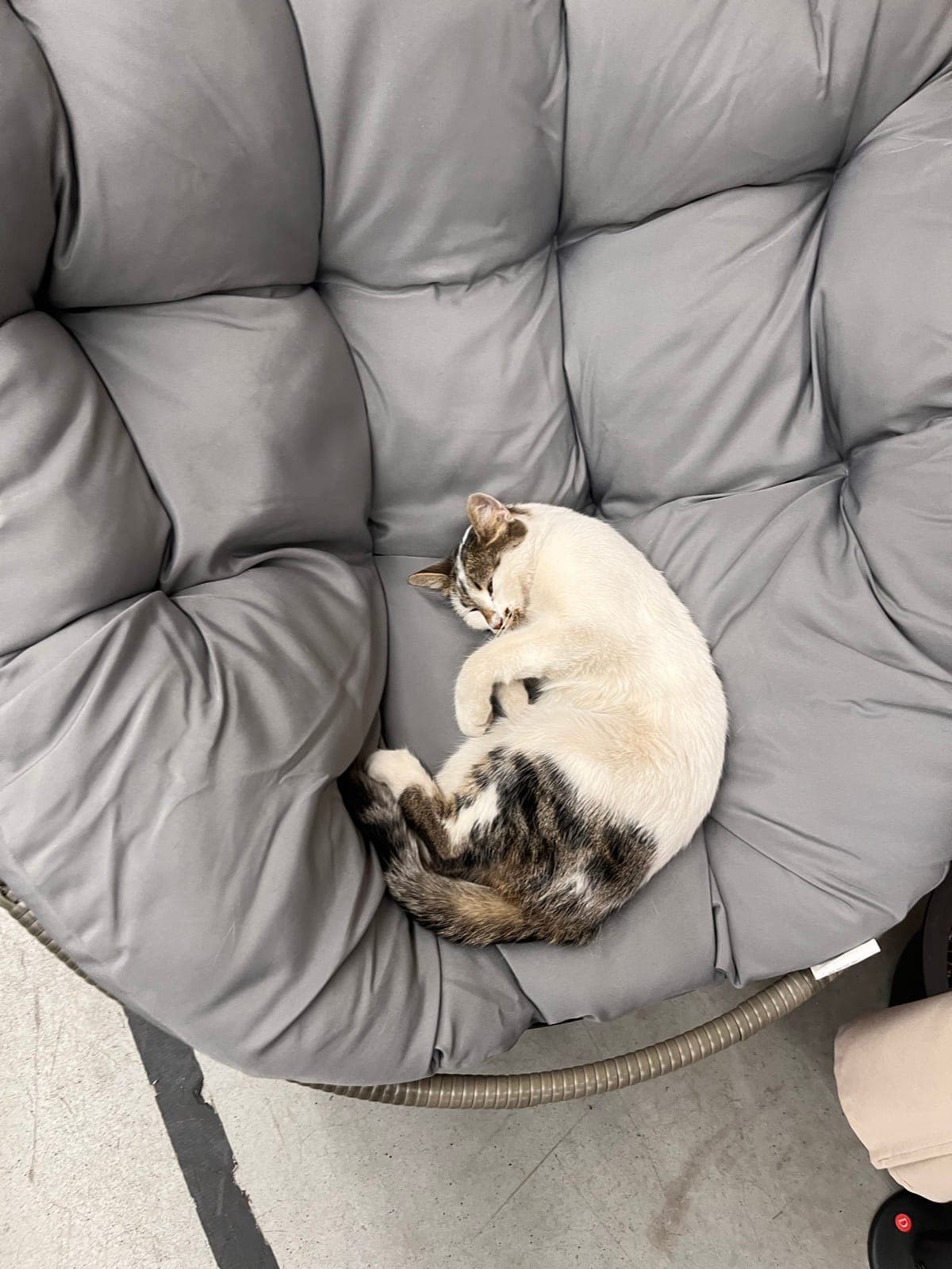A cat asleep curled up in a large soft cushion in the cat room