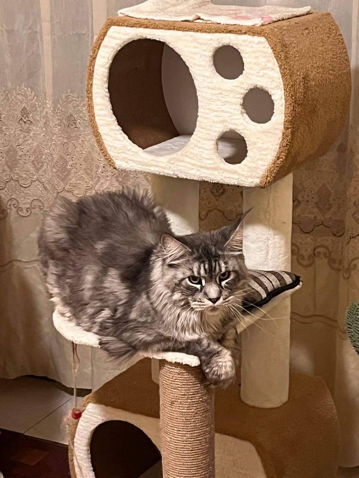 A Maine Coon on the big climbing tree in the cat room with houses in Sofia