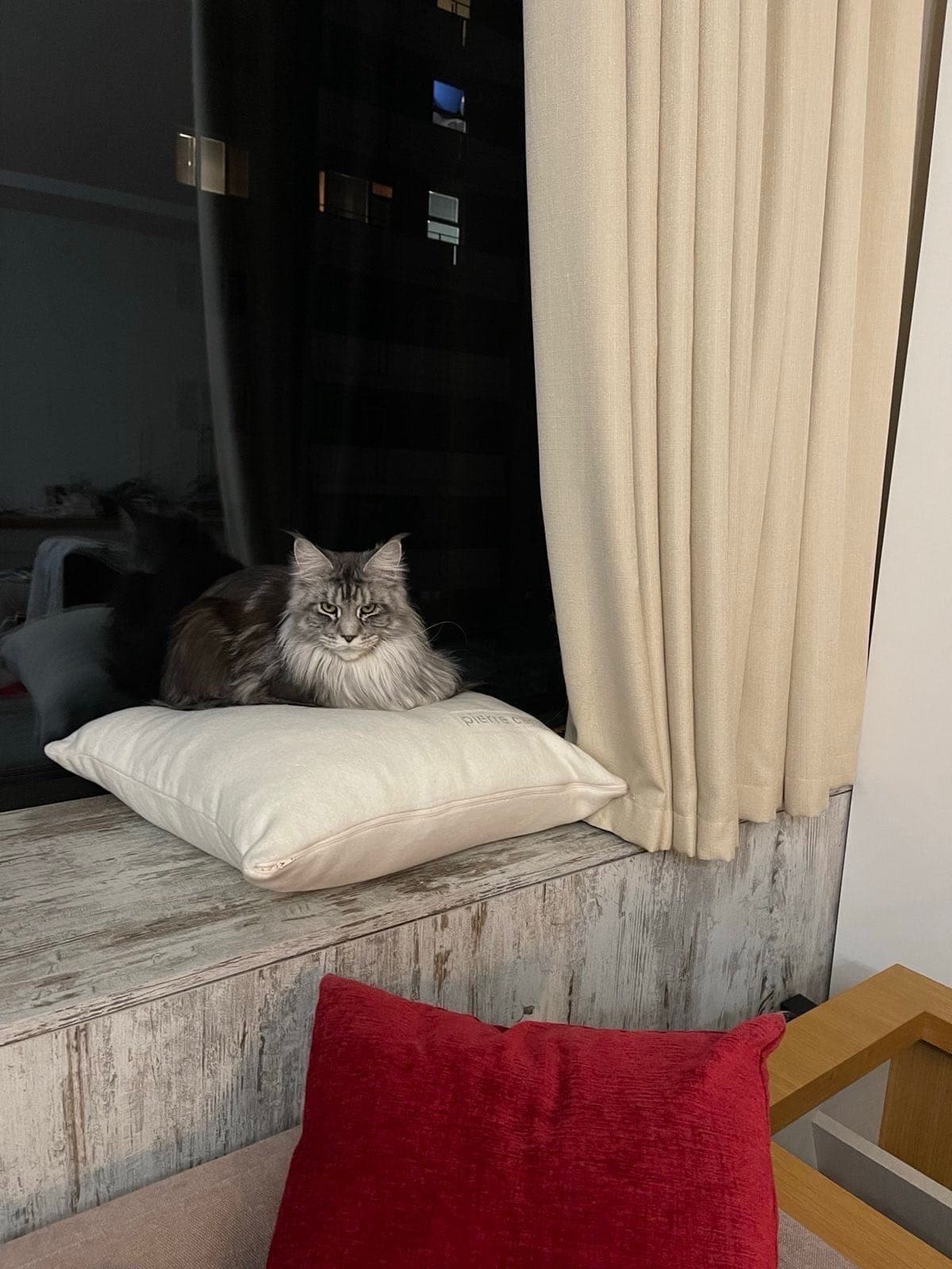 A Maine Coon watching the evening from a cushion on the window ledge at the cat hotel