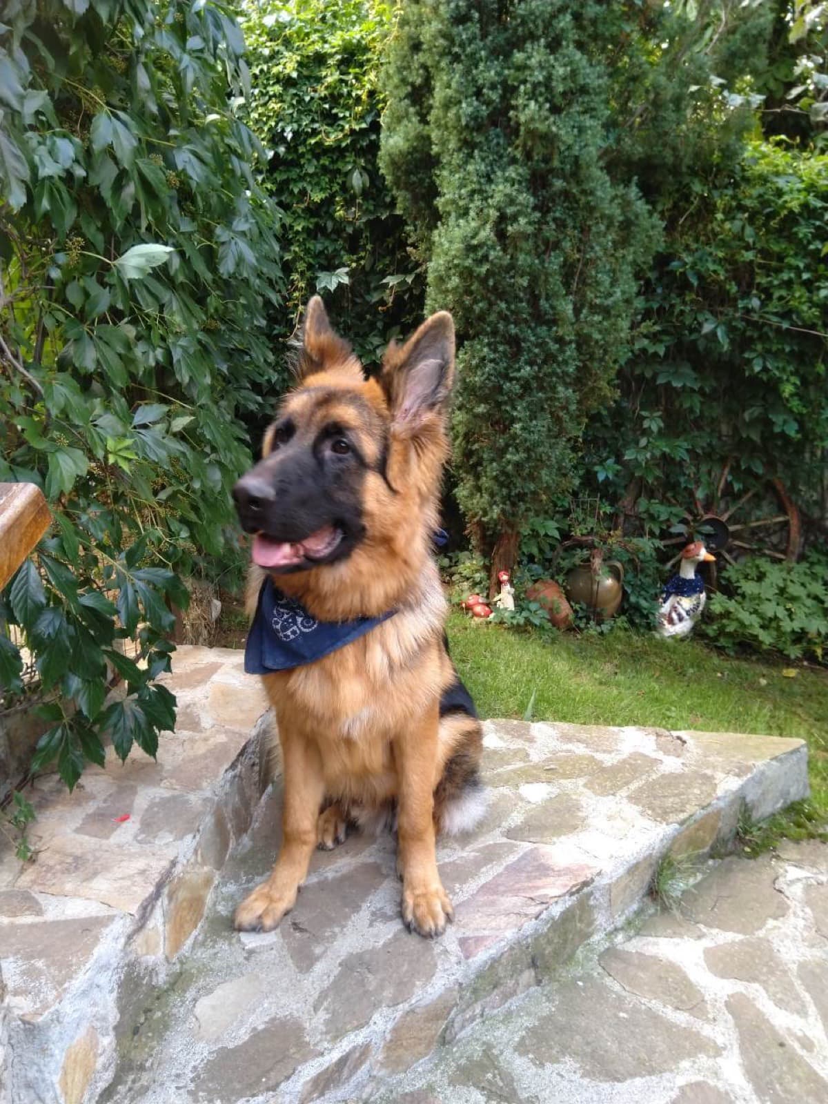 A German shepherd sitting on the stone steps in the dog hotel garden