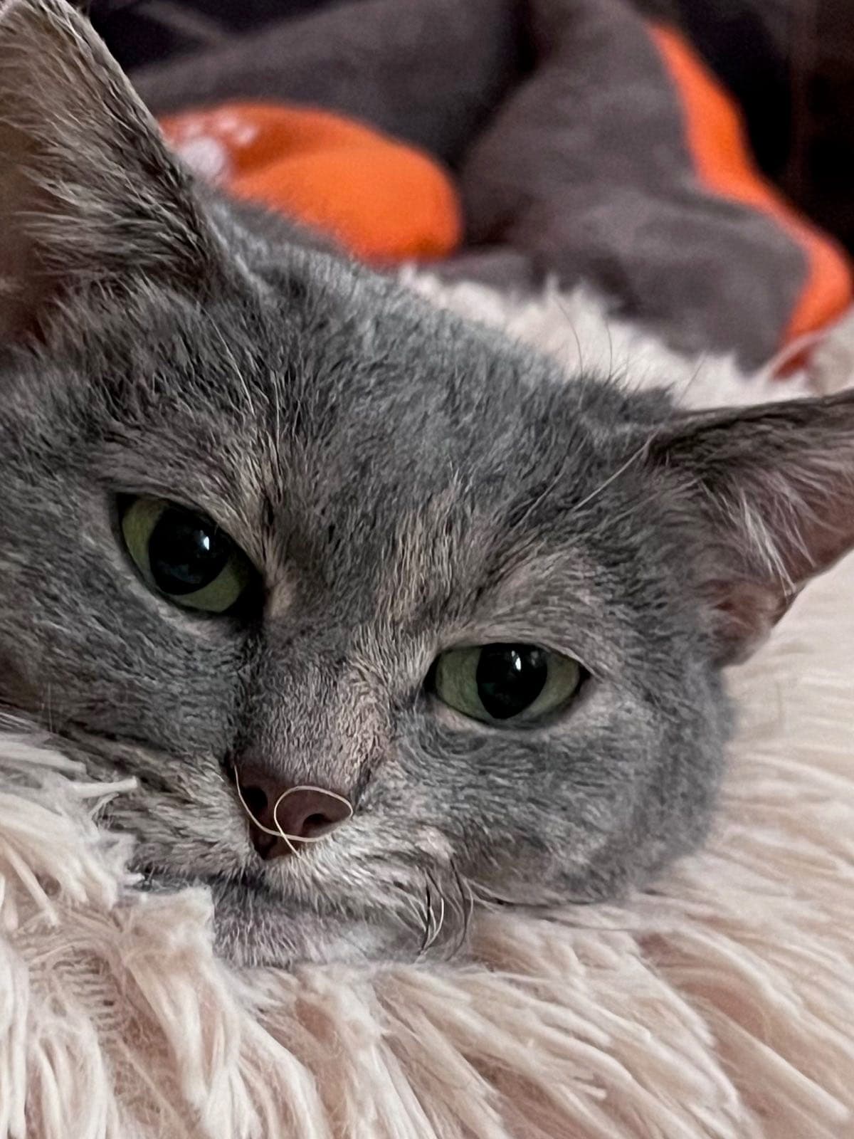A grey cat with green eyes curled up in a fluffy blanket at the cat hotel