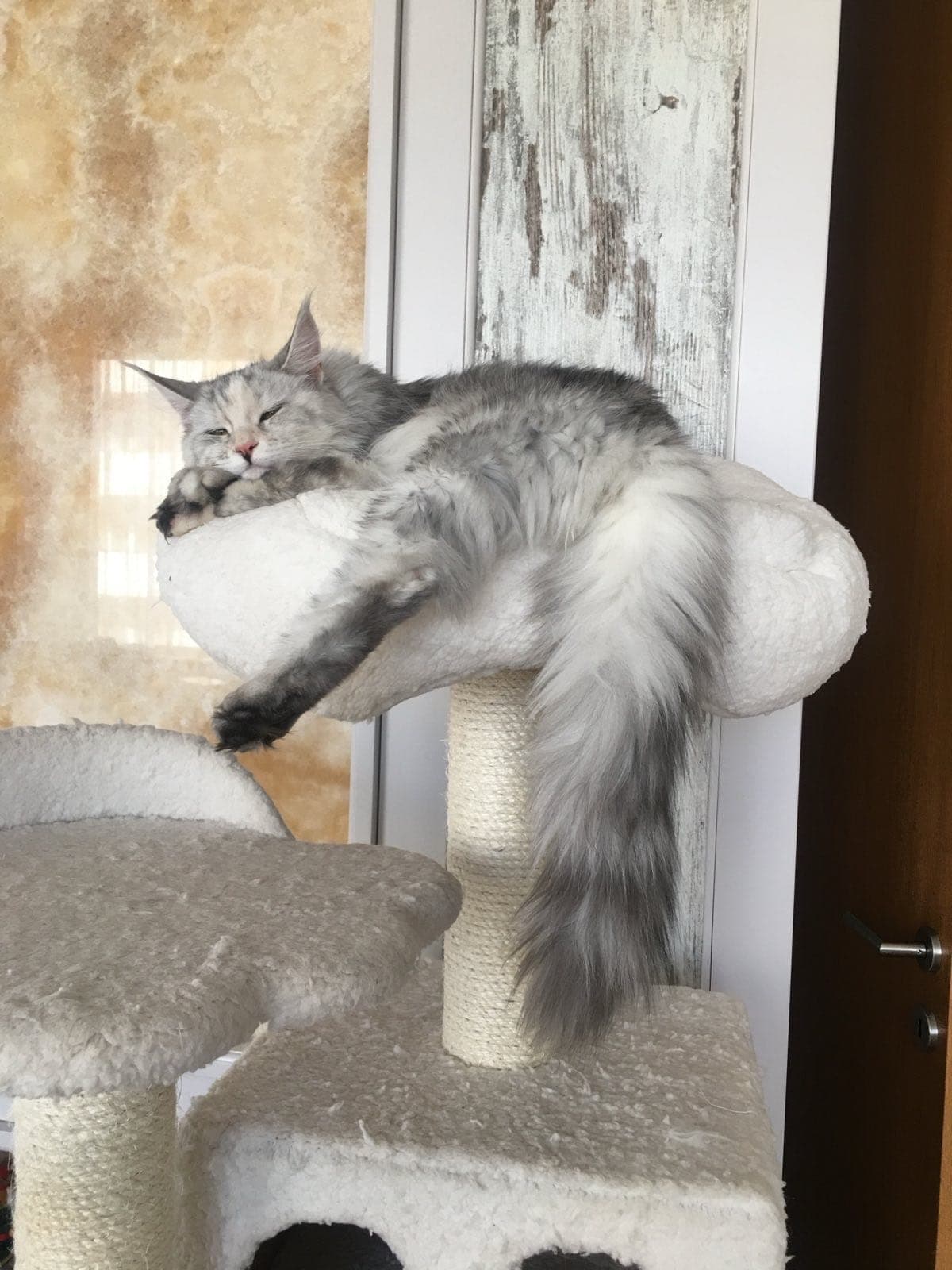 A silver Maine Coon asleep, stretched out on the climbing tree at Happy Pets cat hotel in Sofia