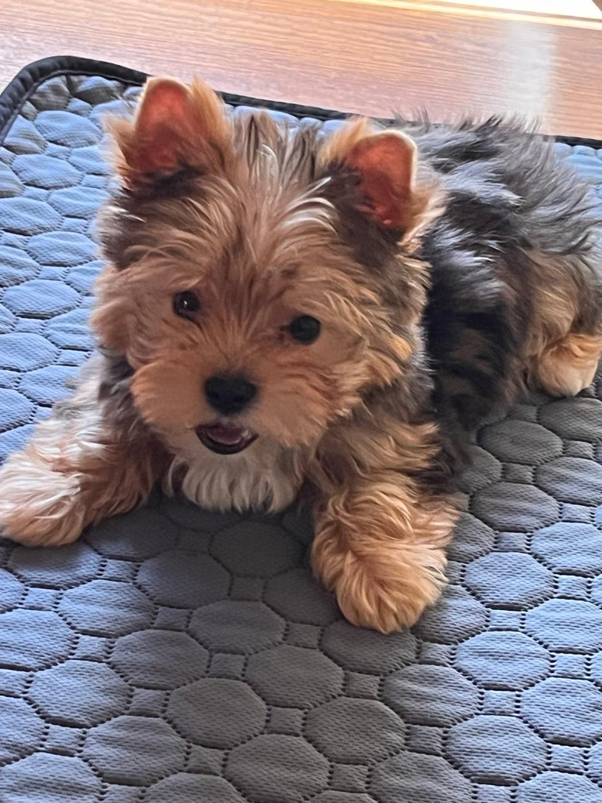 A Yorkshire terrier puppy resting on a cooling mat at the dog hotel