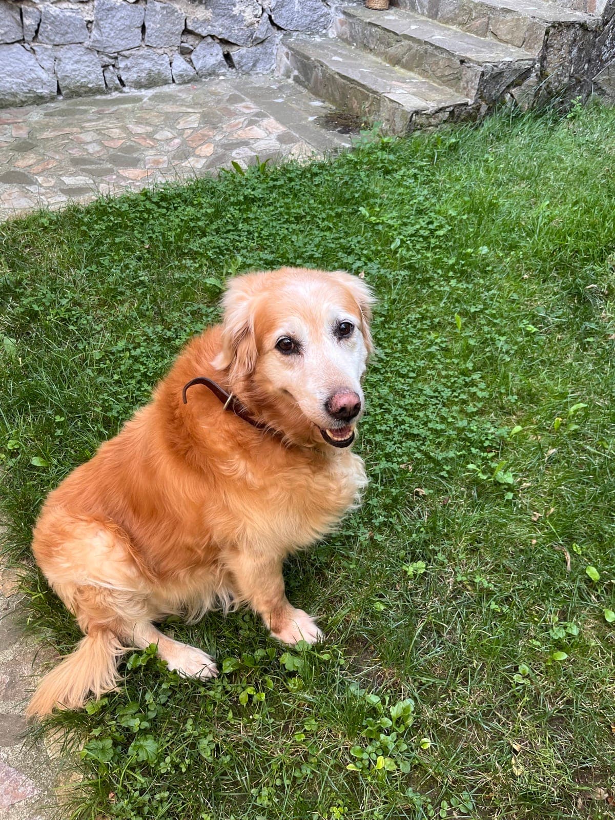 A golden retriever sitting on the grass by the stone steps in the hotel garden