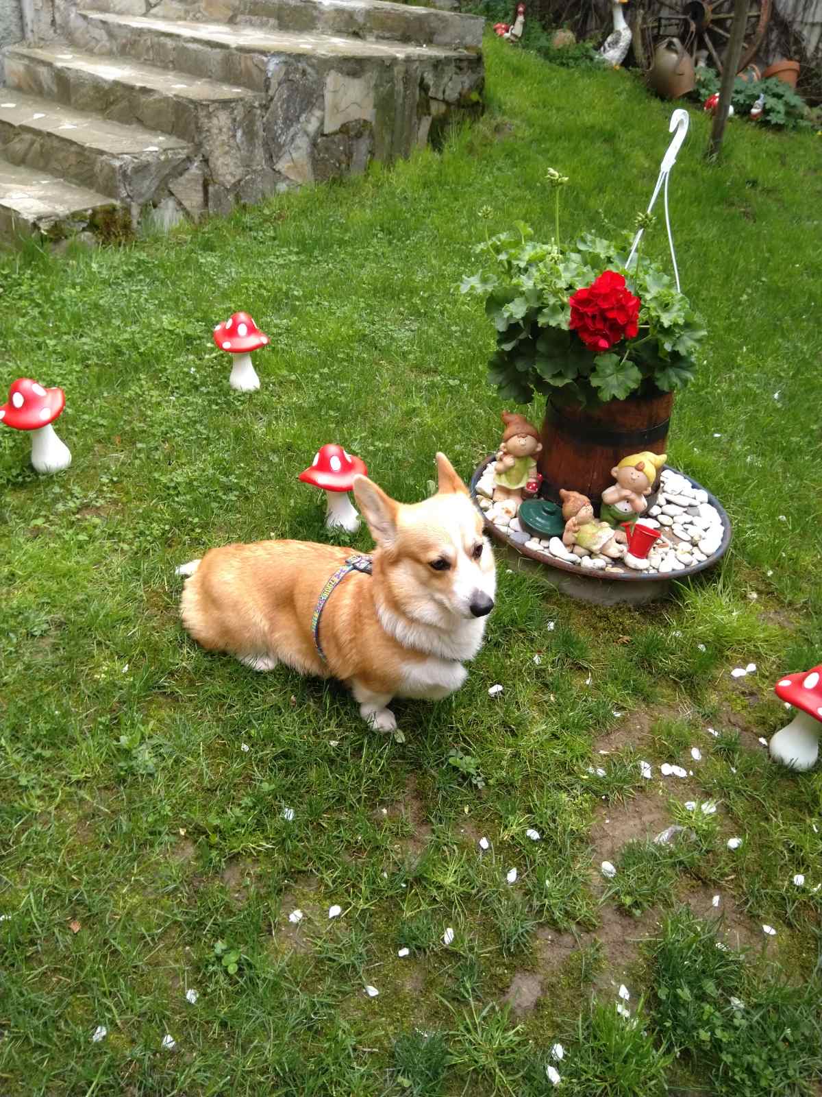 Happy Pets – хотел за кучета и котки